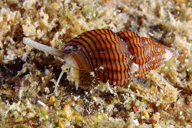 Nassarius